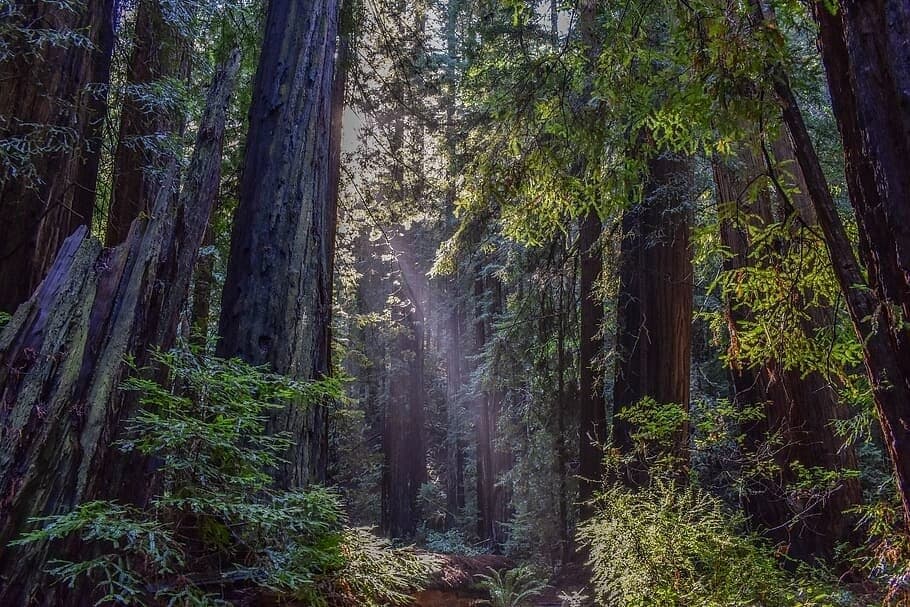 Muir Woods / Sausalito