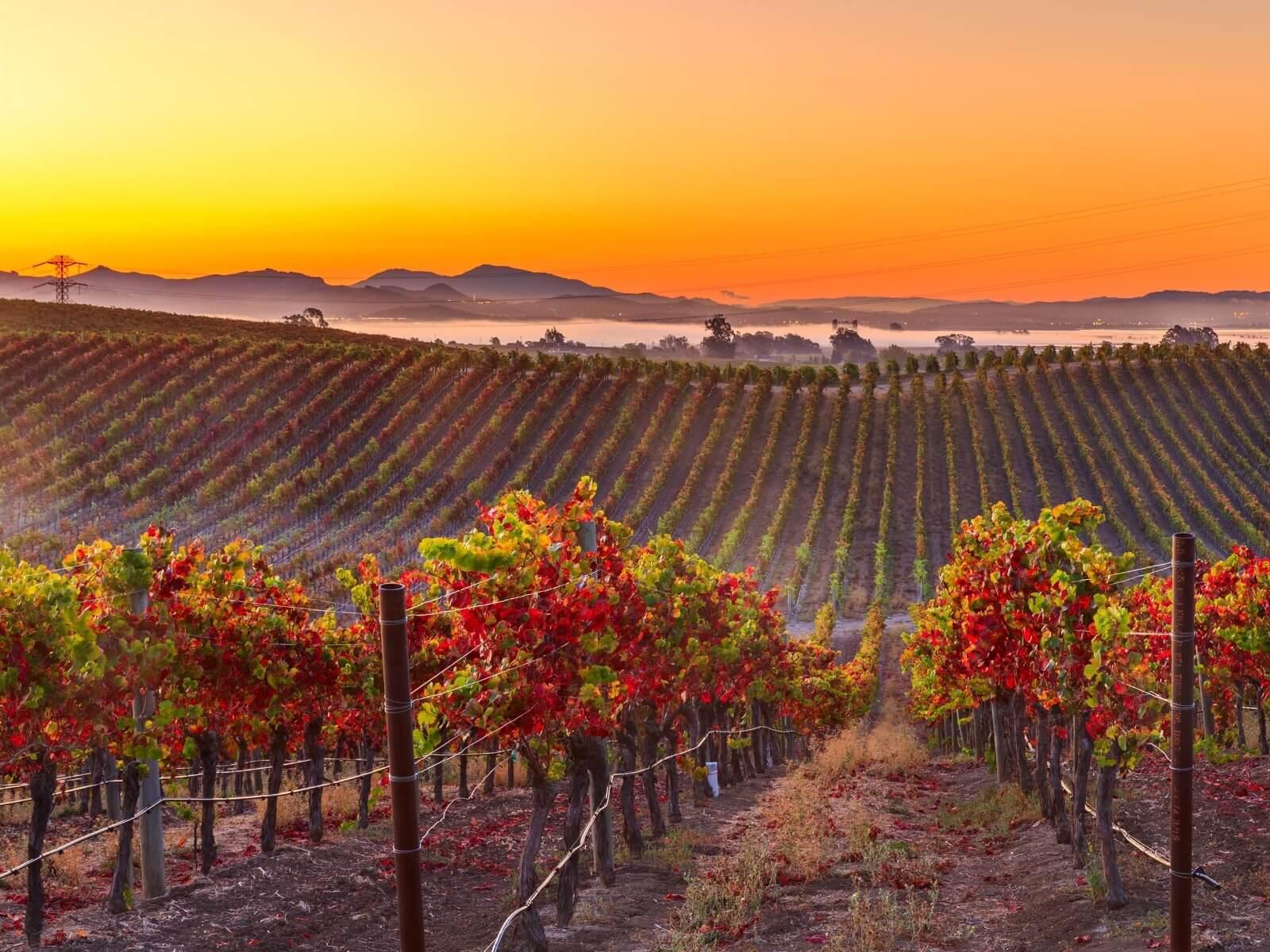 Tour del vino por el valle de Napa
