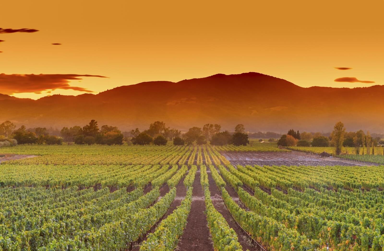 Viñedos de Napa